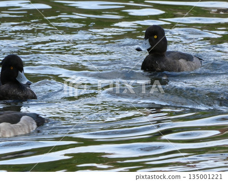 Tufted duck (Mitsuike Park) Tufted duck (Mitsuike Park) 135001221