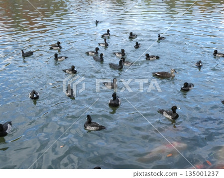 Tufted duck (Mitsuike Park) Tufted duck (Mitsuike Park) 135001237