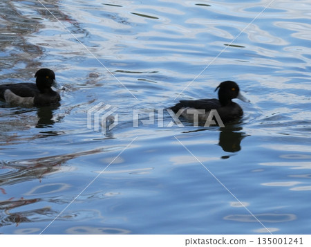 Tufted duck (Mitsuike Park) 135001241