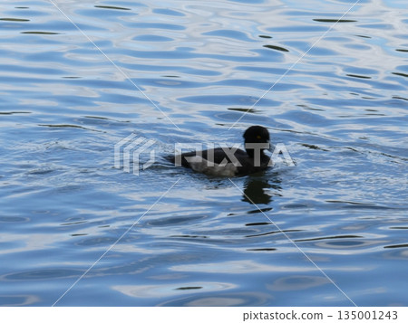 Tufted duck (Mitsuike Park) Tufted duck (Mitsuike Park) 135001243