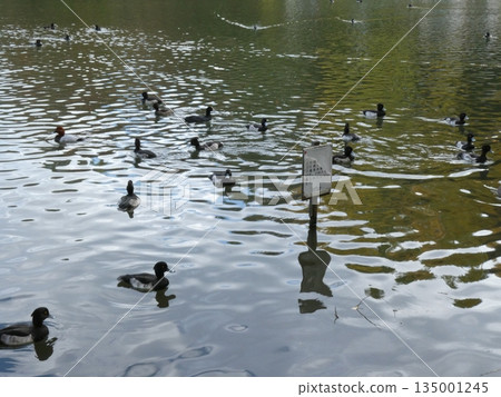 Tufted duck (Mitsuike Park) Tufted duck (Mitsuike Park) 135001245