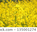 絢麗多彩的油菜花田 135001274