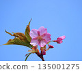 Kawazu櫻花在藍天 135001275