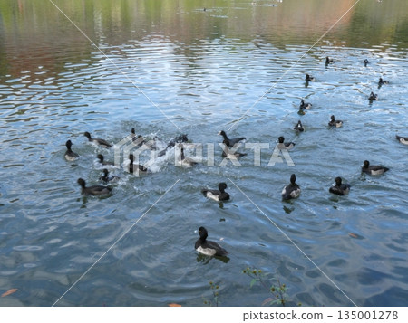 Tufted duck (Mizumoto Park) Tufted duck (Mizumoto Park) 135001278