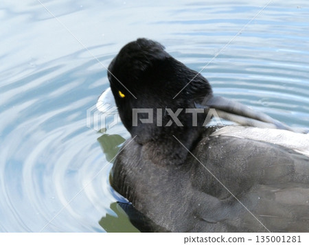 Tufted duck (Mizumoto Park) 135001281