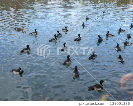 Tufted duck (Mizumoto Park) Tufted duck (Mizumoto Park) 135001286