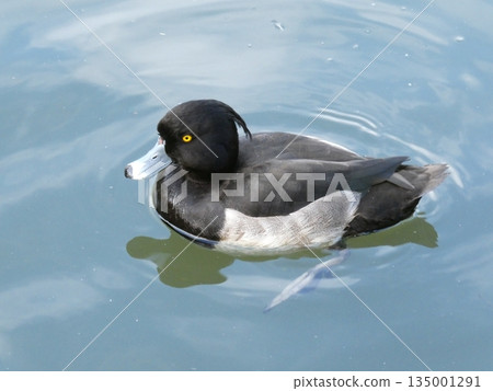 鳳頭潛鴨（水本公園） 135001291