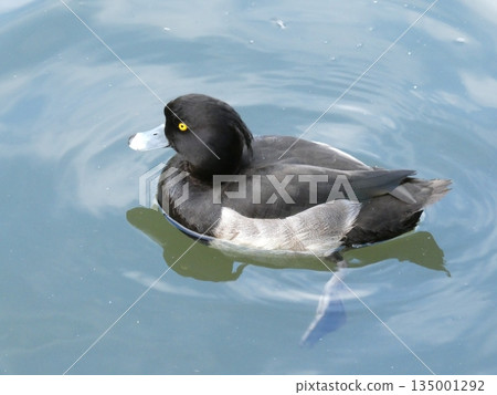 鳳頭潛鴨（水本公園） 135001292