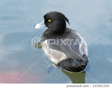 Tufted duck (Mizumoto Park) Tufted duck (Mizumoto Park) 135001303