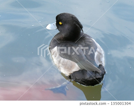 Tufted duck (Mizumoto Park) Tufted duck (Mizumoto Park) 135001304