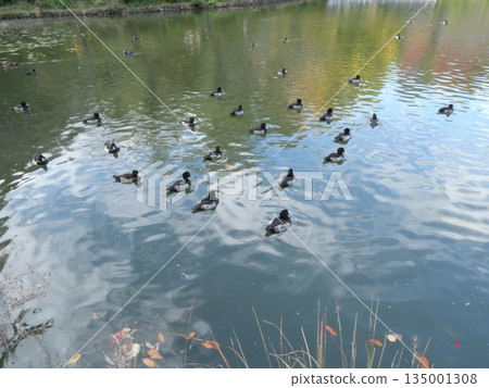 鳳頭潛鴨(水本公園) 鳳頭潛鴨(水本公園) 135001308
