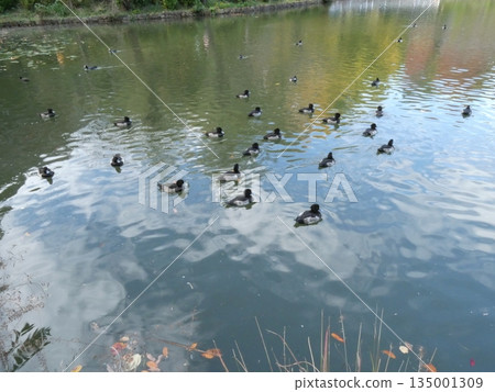 Tufted duck (Mizumoto Park) Tufted duck (Mizumoto Park) 135001309