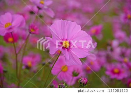 Cosmos Cosmos 135001323