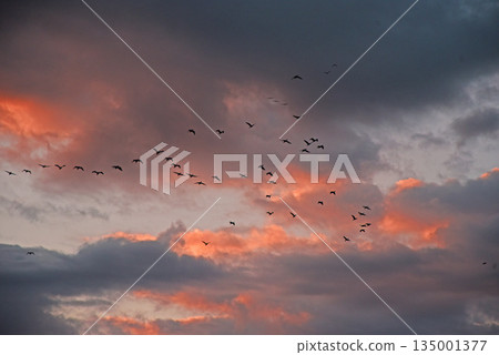 Fly to the morning sun 135001377
