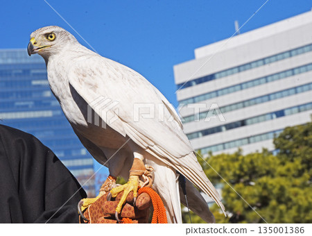 White hawk White hawk 135001386