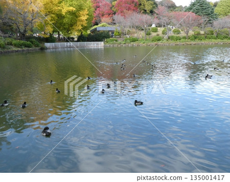 Tufted duck (Mizumoto Park) 135001417