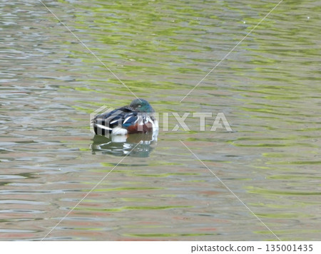 鳳頭潛鴨（水本公園） 135001435