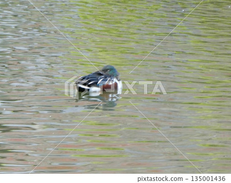 Tufted duck (Mizumoto Park) Tufted duck (Mizumoto Park) 135001436