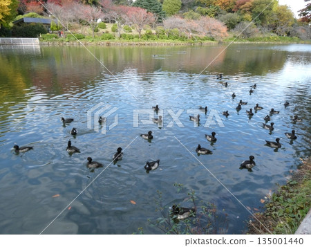 Tufted duck (Mizumoto Park) Tufted duck (Mizumoto Park) 135001440