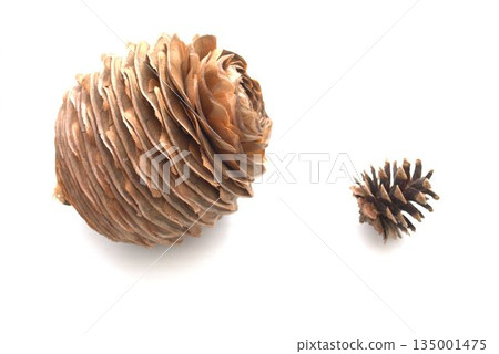 Cedar and red pine cones Cedar and red pine cones 135001475