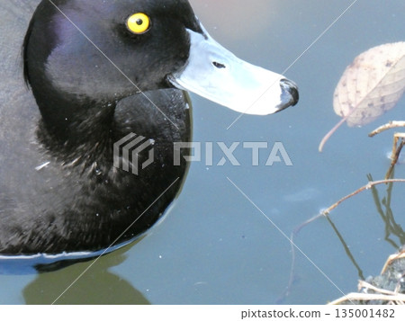鳳頭潛鴨(三池公園) 鳳頭潛鴨(三池公園) 135001482