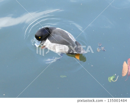 Tufted duck (Mitsuike Park) Tufted duck (Mitsuike Park) 135001484