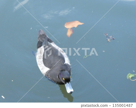 鳳頭潛鴨（三池公園） 135001487