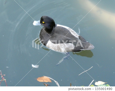 Tufted duck (Mitsuike Park) Tufted duck (Mitsuike Park) 135001490