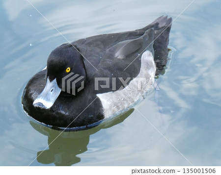 Tufted duck (Mitsuike Park) 135001506