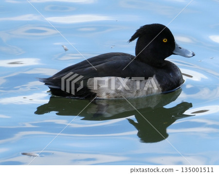 Tufted duck (Mitsuike Park) 135001511
