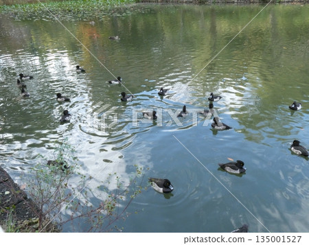 鳳頭潛鴨(三池公園) 鳳頭潛鴨(三池公園) 135001527