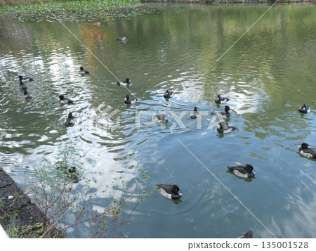 鳳頭潛鴨(三池公園) 鳳頭潛鴨(三池公園) 135001528
