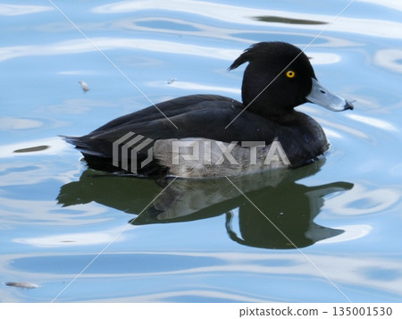 Tufted duck (Mitsuike Park) Tufted duck (Mitsuike Park) 135001530