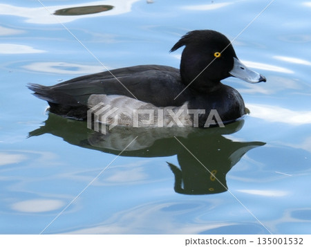 鳳頭潛鴨（三池公園） 135001532