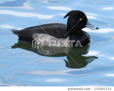 鳳頭潛鴨(三池公園) 鳳頭潛鴨(三池公園) 135001533
