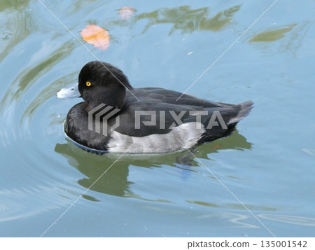 Tufted duck (Mitsuike Park) 135001542