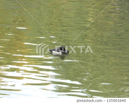 Tufted duck (Mitsuike Park) Tufted duck (Mitsuike Park) 135001640