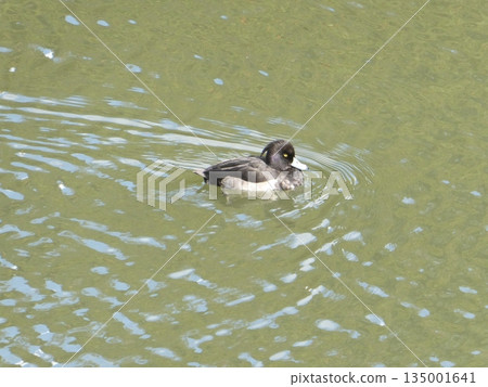 Tufted duck (Mitsuike Park) Tufted duck (Mitsuike Park) 135001641