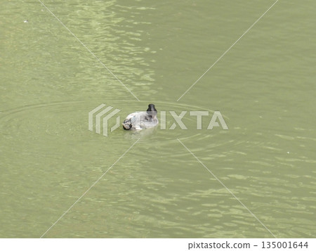 Tufted duck (Mitsuike Park) Tufted duck (Mitsuike Park) 135001644