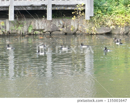 Tufted duck (Mitsuike Park) Tufted duck (Mitsuike Park) 135001647