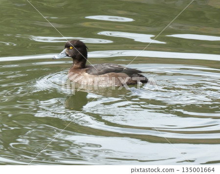 Tufted duck (Mitsuike Park) 135001664