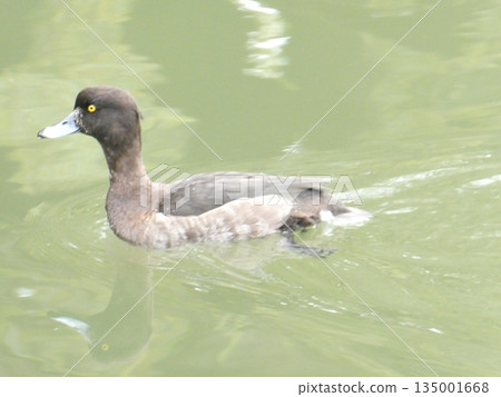 鳳頭潛鴨(三池公園) 鳳頭潛鴨(三池公園) 135001668