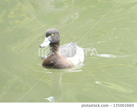Tufted duck (Mitsuike Park) Tufted duck (Mitsuike Park) 135001669