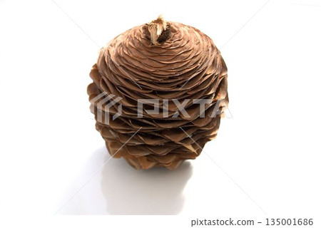 Cedar seeds on a white background Cedar seeds on a white background 135001686