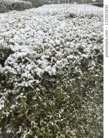 Snow cover Snow cover 135001692