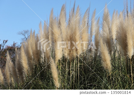 Pampasgrass and blue sky Pampasgrass and blue sky 135001814