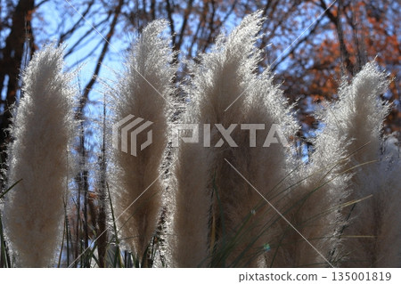 Pampasgrass and blue sky 135001819