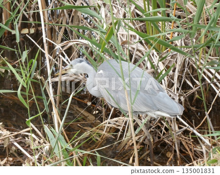 Grey Heron (Mitsuike Park) 135001831