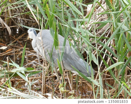 Grey Heron (Mitsuike Park) Grey Heron (Mitsuike Park) 135001833