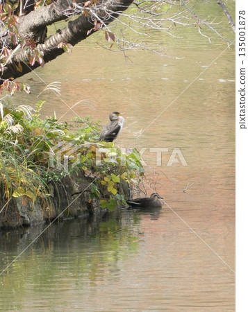 Cormorants and Spot-billed Ducks 135001878